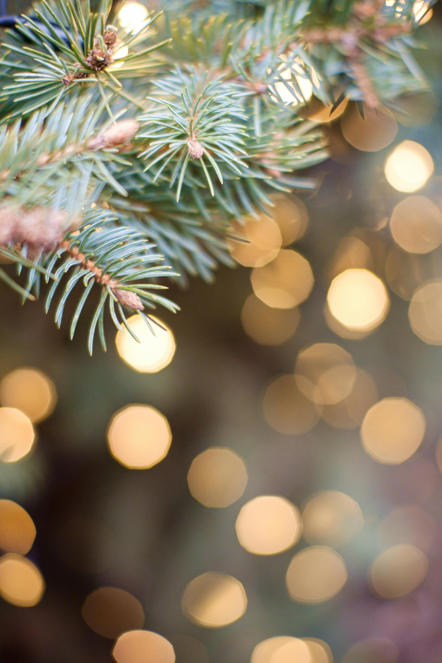 Tannenzweig Advent Weihnacht Glitzer (pexels-frostroomhead-16804312)